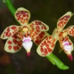 Pteroceras teres-Flowering Size